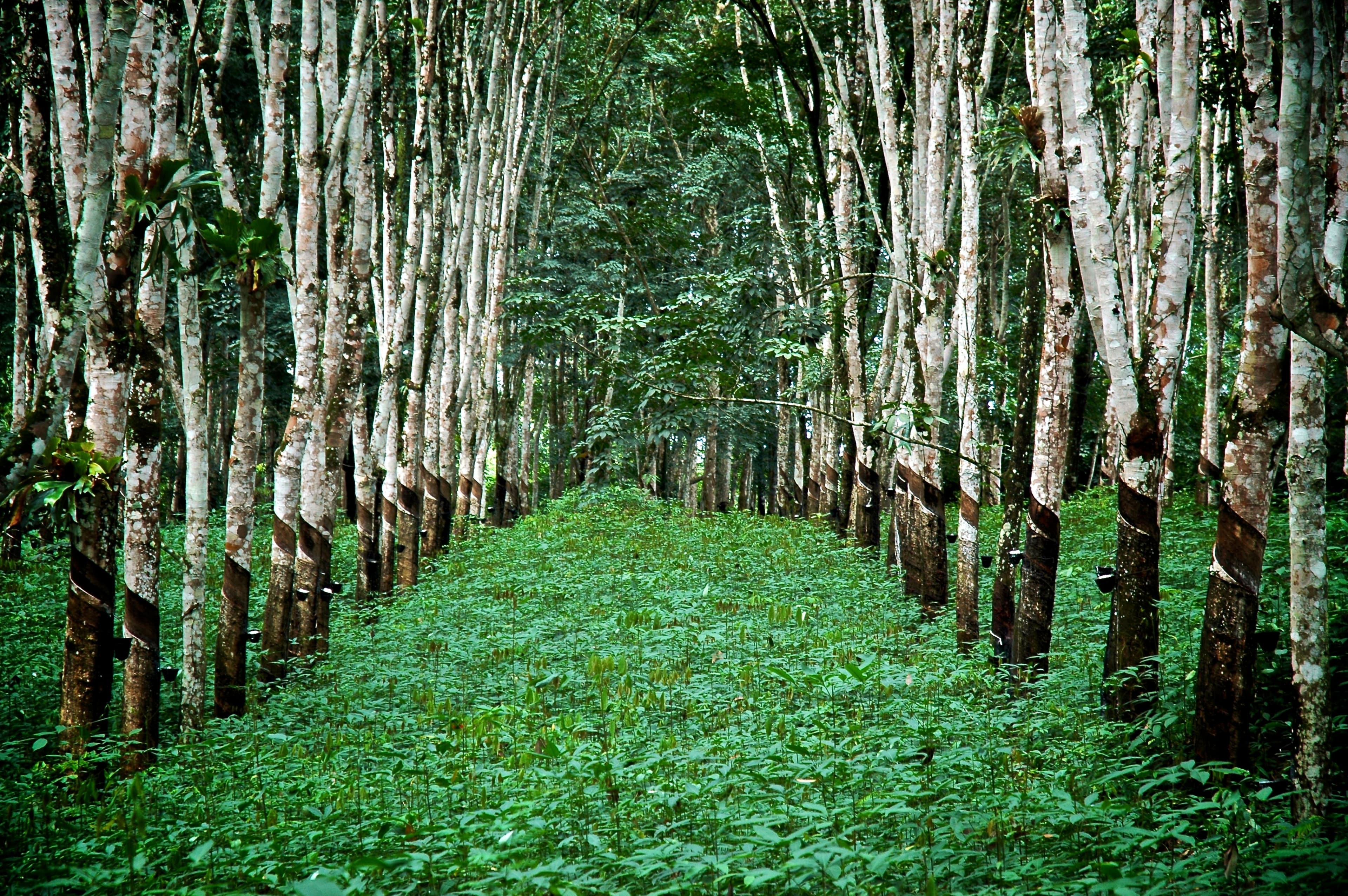 Consultancy background